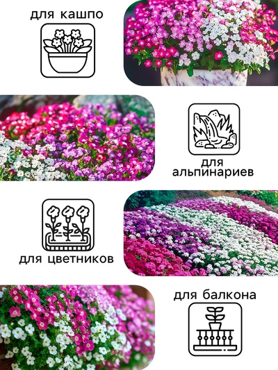Семена цветов Алиссум «Ежевичные меренги», 5 шт., «Рецепты дедушки Никиты»