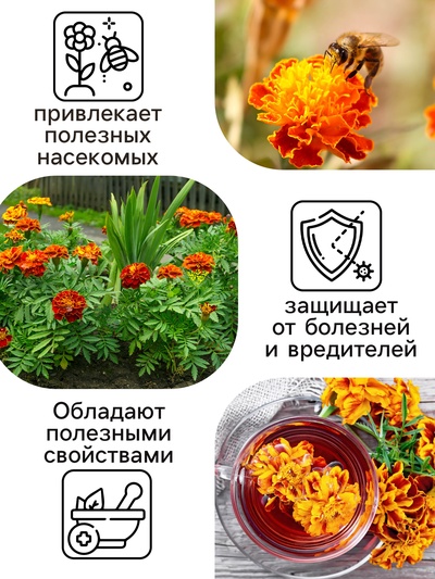 Семена цветов Бархатцы отклонённые «Медок», смесь, 0.3 г, «Рецепты дедушки Никиты»