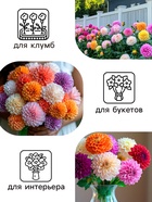 Семена цветов Георгин "Махровая смесь", 0,3 г - Фото 3