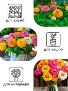 Семена цветов Цинния "Калифорнийские гиганты" смесь, 0,3 г - Фото 3