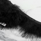 Тесьма с перьями марабу, 8-10 см, 5 ± 0,5 м, цвет чёрный - фото 9501745
