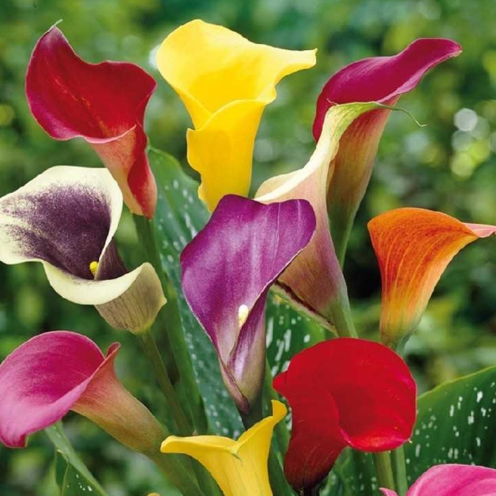 Калла смесь. Калла пинк джюэл. Зантедеския микс. Калла смесь фото. Калла смесь.