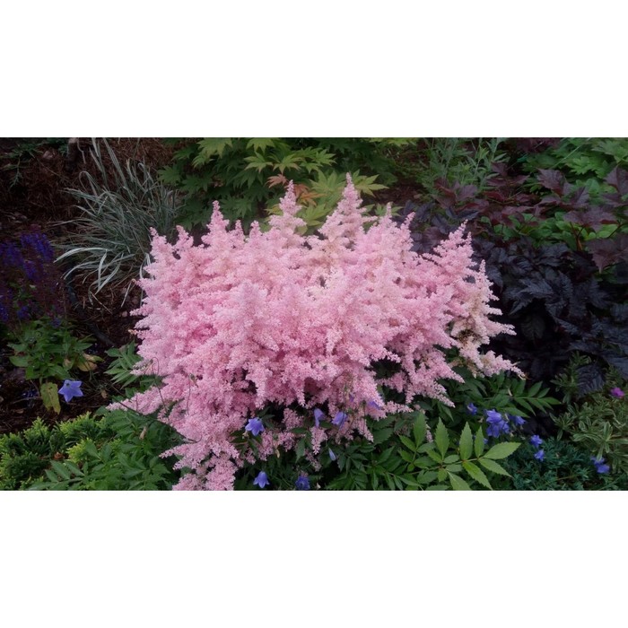Астильба японская Пич Блоссум (Astilbe japonica Peach Blossom) С2 - Питомник Лет