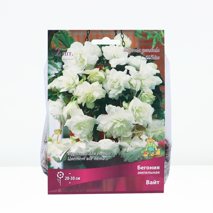 Бегония ампельная Вайт, р-р 4/5, 2 шт, Весна 2026