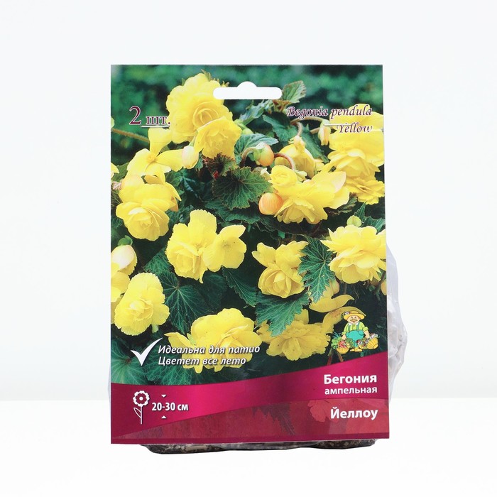 Бегония ампельная Йеллоу, р-р 4/5, 2 шт, Весна 2024 - Фото 1