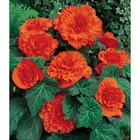 Бегония бахромчатая Ориндж р-р 4/5, 2 шт. Весна 2026  (артикул 10369021)  большой выбор товаров оптом и в розницу по низким ценам с доставкой