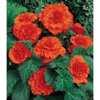 Бегония бахромчатая Ориндж, р-р 4/5, 2 шт, Весна 2024