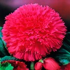 Бегония бахромчатая Пинк р-р 4/5, 2 шт. Весна 2026  (артикул 10369022)  большой выбор товаров оптом и в розницу по низким ценам с доставкой