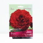 Бегония бахромчатая Скарлет, р-р 4/5, 2 шт, Весна 2024 - Фото 1