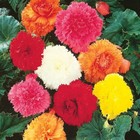 Бегония бахромчатая смесь окрасок р-р 4/5, 3 шт. Весна 2026  (артикул 10369024)  большой выбор товаров оптом и в розницу по низким ценам с доставкой