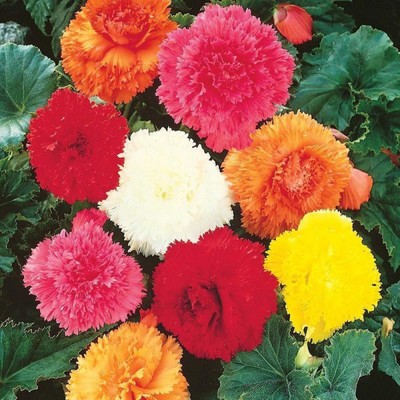 Бегония бахромчатая смесь окрасок р-р 4/5, 3 шт. Весна 2026