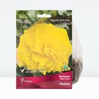 Бегония Нон-стоп Йеллоу р-р 4/5, 2 шт. Весна 2026  (артикул 10369026)  большой выбор товаров оптом и в розницу по низким ценам с доставкой