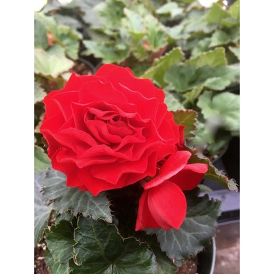 Бегония Нон-стоп Ред р-р 4/5, 2 шт. Весна 2026