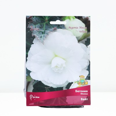 Бегония мокка Вайт р-р 4/5, 2 шт. Весна 2026