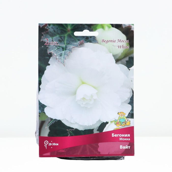 Бегония мокка Вайт, р-р 4/5, 2 шт, Весна 2024 - Фото 1
