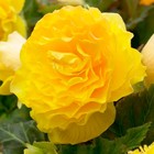 Бегония мокка Йеллоу р-р 4/5, 2 шт. Весна 2026  (артикул 10369031)  большой выбор товаров оптом и в розницу по низким ценам с доставкой