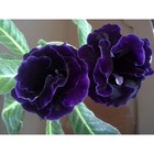 Глоксиния Виолацея р-р 4/5, 2 шт. Весна 2026  (артикул 10369035)  большой выбор товаров оптом и в розницу по низким ценам с доставкой