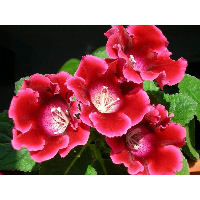 Глоксиния Корина, р-р 4/5, 2 шт, Весна 2024 - Фото 1