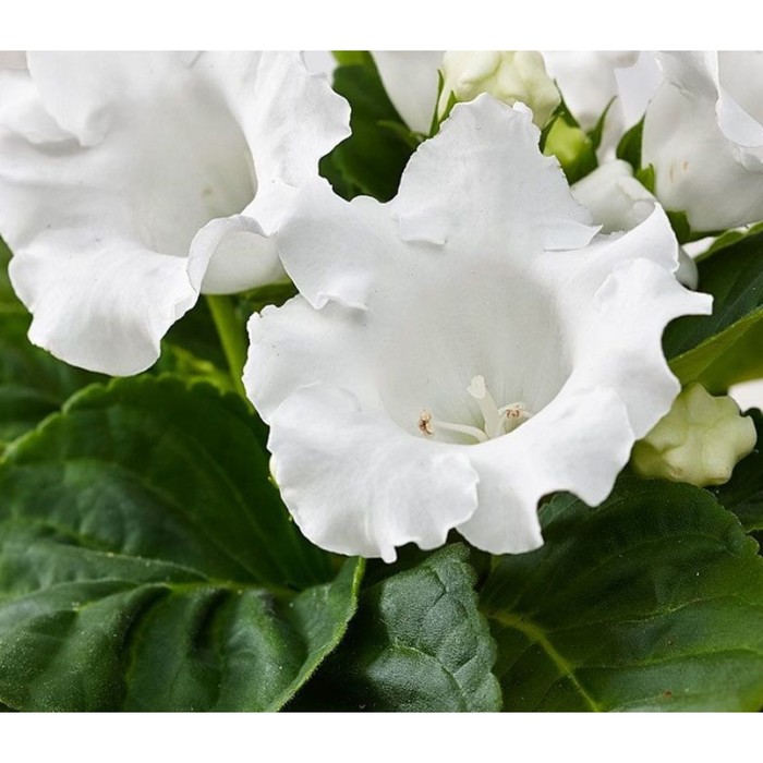 Глоксиния Монблан, р-р 4/5, 2 шт, Весна 2024 - Фото 1