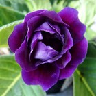 Глоксиния Принц Альберт, р-р 4/5, 2 шт, Весна 2026 10369041