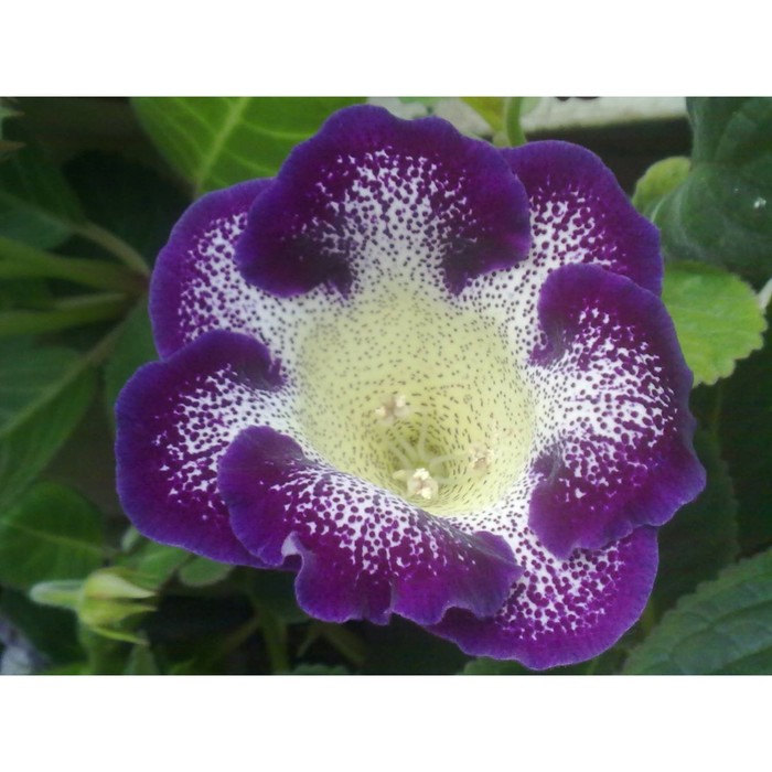 Глоксиния Тигринум Блу, р-р 4/5, 2 шт, Весна 2024 - Фото 1