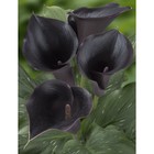 Калла Мемориз, р-р 14/16, 1 шт., Весна 2026  (артикул 10369065)  большой выбор товаров оптом и в розницу по низким ценам с доставкой