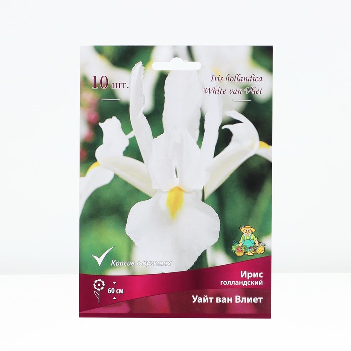 Ирис голландский «Уайт ван Влиет», р-р 6/7, 10 шт., Осень 2025 - Фото 1