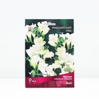 Луковица Фрезия гибридная махровая Вайт, р-р 5/6, 10 шт. - Фото 1