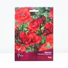 Фрезия гибридная махровая Ред, луковица в пакете с перфорацией, р-р 5/6, 10 шт. - Фото 1