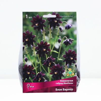 Аквилегия гибрид МакКаны Барлоу Блэк, корневище в торфогрунте, р-р I, 1 шт.