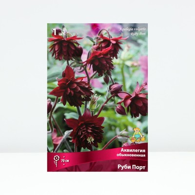 Аквилегия обыкновенная Руби Порт, корневище в торфогрунте, р-р I, 1 шт.