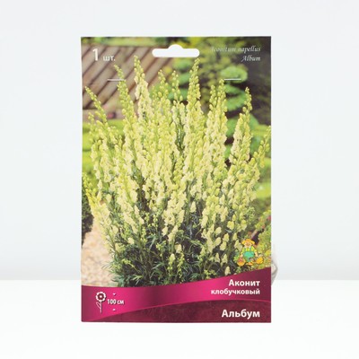 Аконит клобучковый Альбум, корневище в торфогрунте, р-р I, 1 шт.