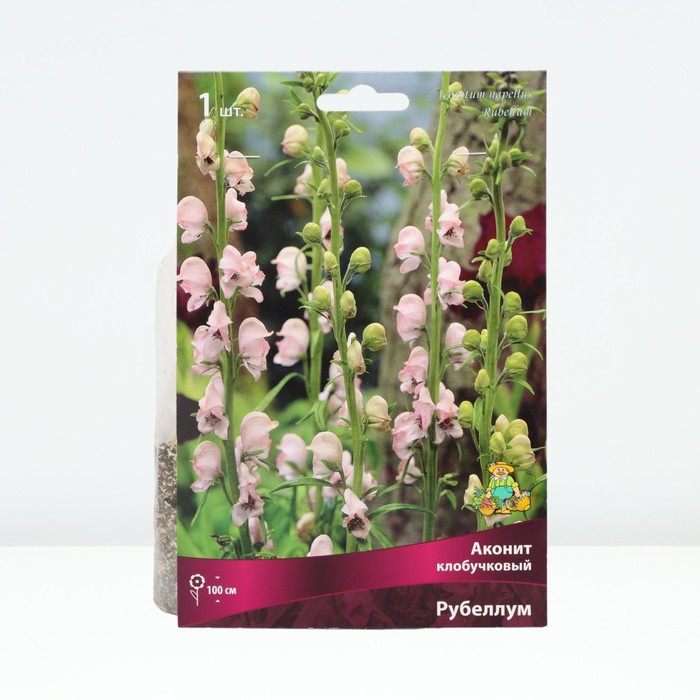 Аконит клобучковый Рубеллум, корневище в торфогрунте, р-р I, 1 шт. - Фото 1