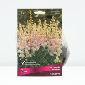 {{photo.Alt || photo.Description || 'Астильба курчавая Лилипут, р-р I, 1 шт, Весна 2026'}}