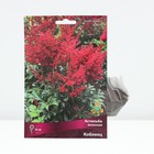 Астильба японская Кобленц р-р I, 1 шт. Весна 2026  (артикул 10369113)  большой выбор товаров оптом и в розницу по низким ценам с доставкой