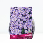 Астра кустарниковая «Леди ин Блу», корневище в торфогрунте, р-р I, 1 шт. - Фото 1