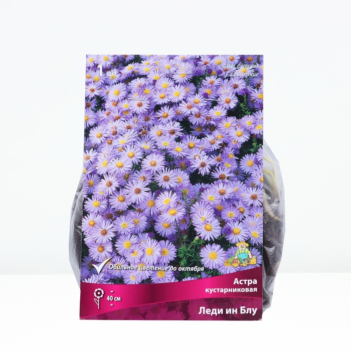 Астра кустарниковая «Леди ин Блу», корневище в торфогрунте, р-р I, 1 шт. - Фото 1