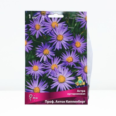 Астра кустарниковая «Проф Антон Киппенберг», корневище в торфогрунте, р-р I, 1 шт.