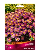 Астра кустарниковая «Элис Хэслем», корневище в торфогрунте, р-р I, 1 шт. - Фото 1