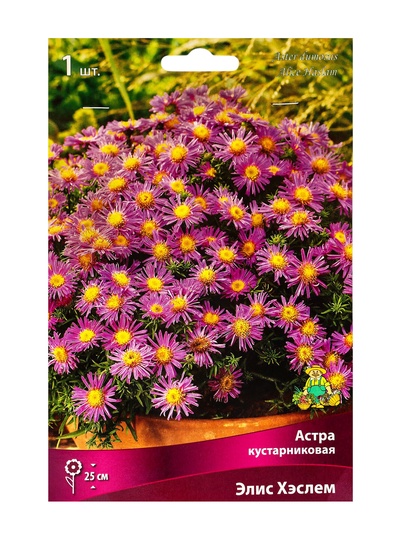 Астра кустарниковая «Элис Хэслем», корневище в торфогрунте, р-р I, 1 шт.