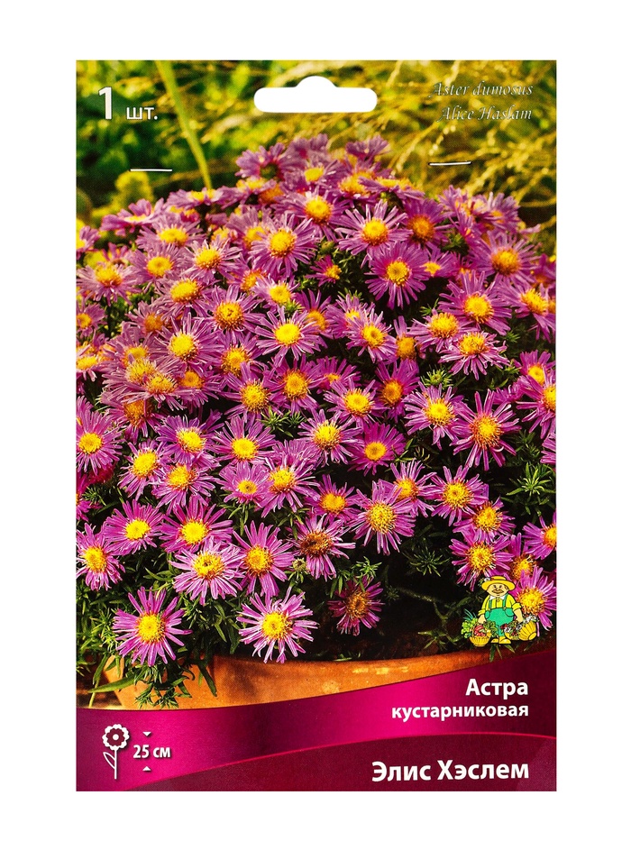 Астра кустарниковая «Элис Хэслем», корневище в торфогрунте, р-р I, 1 шт. - Фото 1