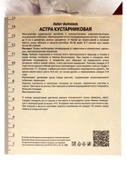 Астра кустарниковая «Элис Хэслем», корневище в торфогрунте, р-р I, 1 шт. - Фото 2