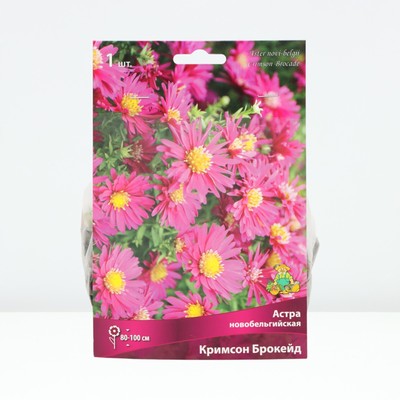 Астра новобельгийская «Кримсон Брокейд», корневище в торфогрунте, р-р I, 1 шт.