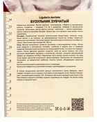Бузульник зубчатый «Дездемона», корневище в торфогрунте, р-р I, 1 шт. 10369138 - фото 4357346