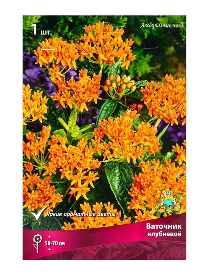 Ваточник Asclepias tuberosa