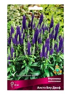 Вероника колосковая Алстэ Блу Двоф р-р I, 1 шт. Весна 2026 - Фото 1