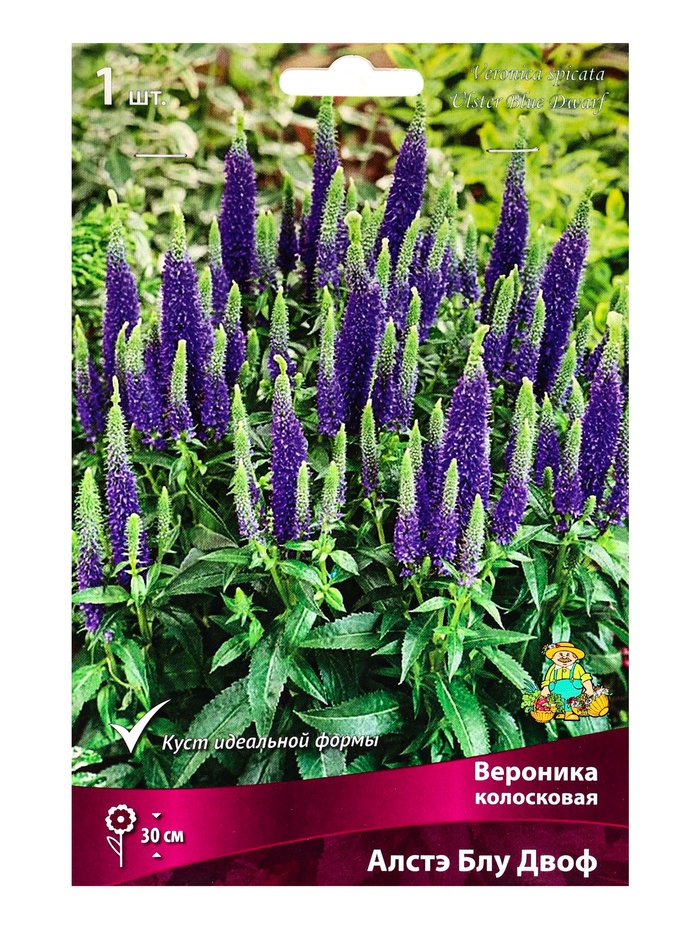 Вероника колосковая Алстэ Блу Двоф р-р I, 1 шт. Весна 2026 - Фото 1