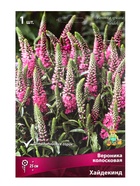 Вероника колосковая Хайдекинд р-р I, 1 шт. Весна 2026 - Фото 1