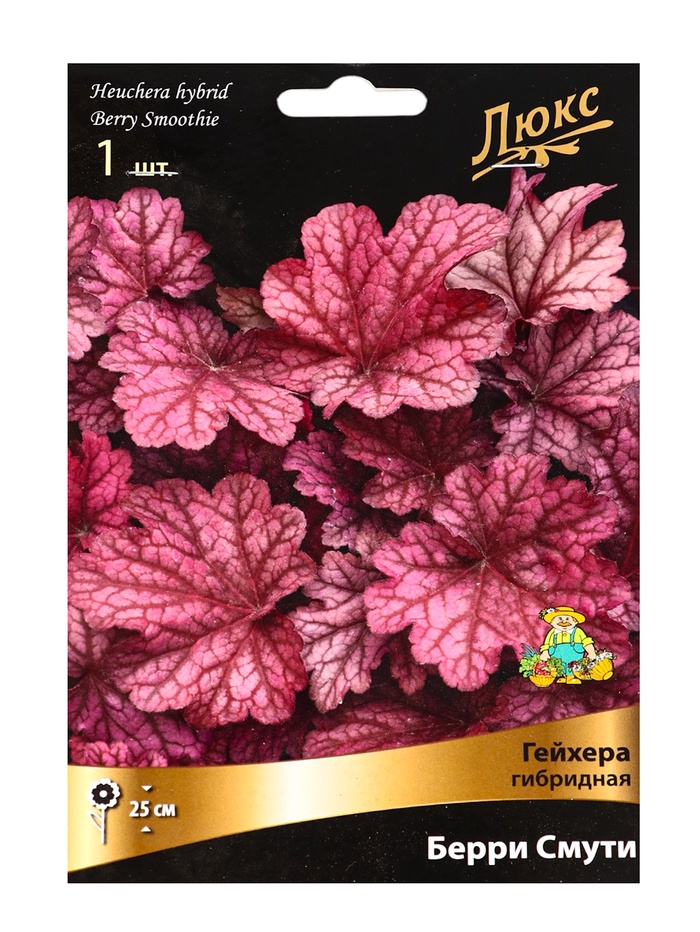 Гейхера (Хеухера) гибридная Берри Смути, корневище в пакете с торфогрунтом, р-р I, 1 шт. - Фото 1