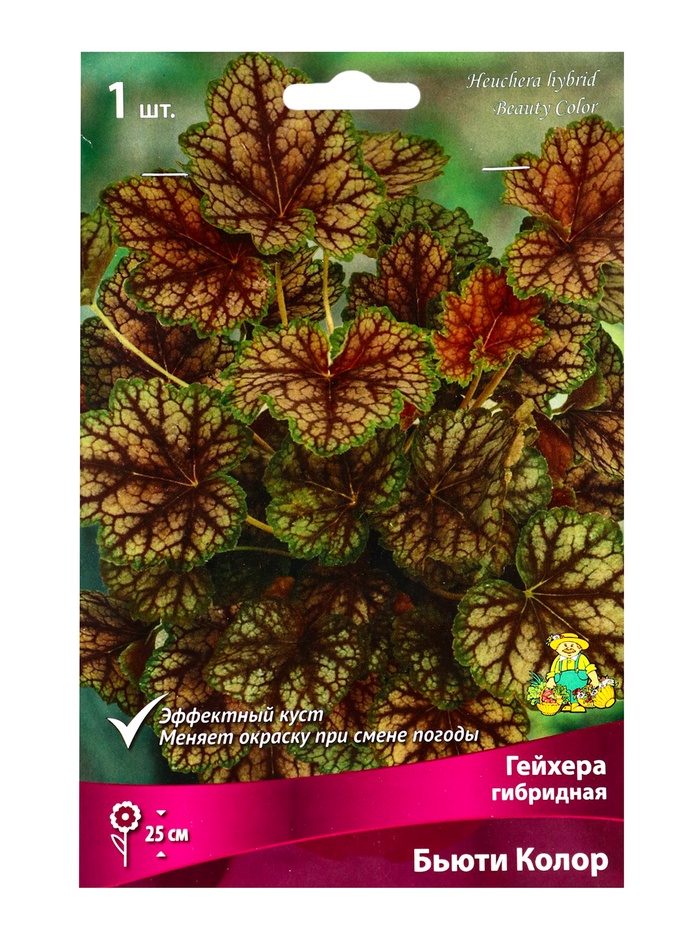 Гейхера (Хеухера) гибридная Бьюти Колор, корневище в пакете с торфогрунтом, р-р I, 1 шт. - Фото 1